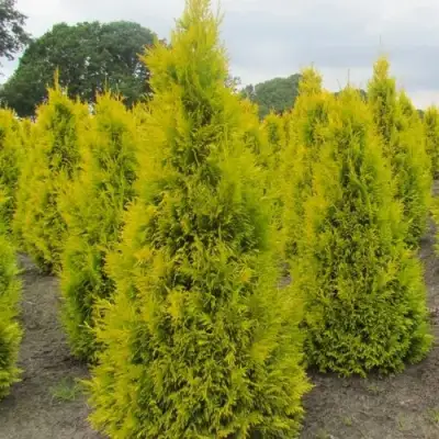 Туя САНКИСТ западная в Мозыре