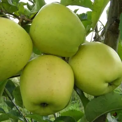 Яблоня КОШТЕЛЯ в Мозыре