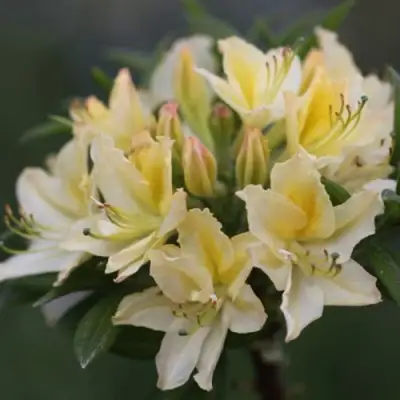 Азалия ДАВИЗИ листопадная в Мозыре