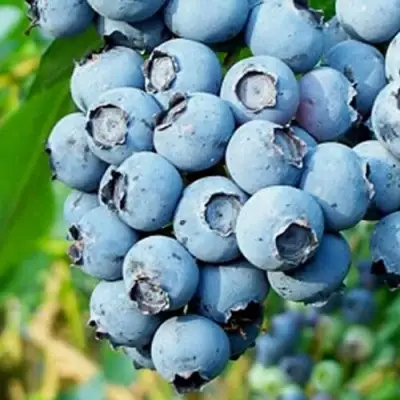 Голубика БРИГИТТА БЛЮ в Мозыре