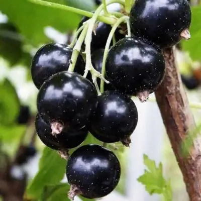 Смородина чёрная ДЕЛИКАТЕСНАЯ в Мозыре