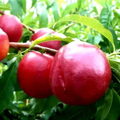 Нектарин ХАРКО в Мозыре