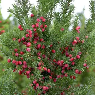 Тис ХИКСИ средний в Мозыре