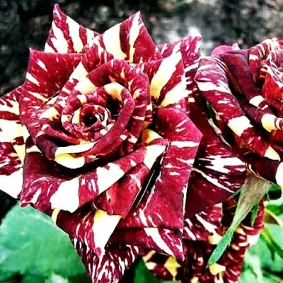 Роза ФОКУС ПОКУС флорибунда в Мозыре