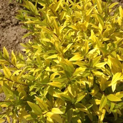 Бирючина АУРЕА обыкновенная в Мозыре