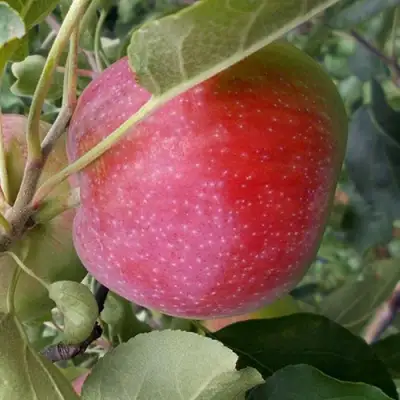 Яблоня АЛЬВА в Мозыре