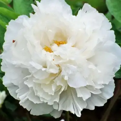 Пион БЕЛЫЙ СНЕГ древовидный в Мозыре