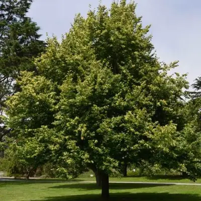 Липа сердцевидная в Мозыре