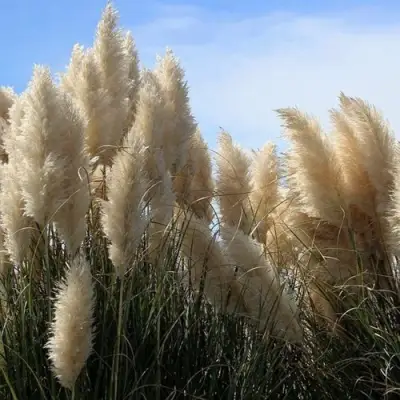 Кортадерия белая (пампасная трава) в Мозыре