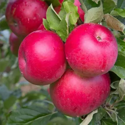 Яблоня РОЖДЕСТВЕНСКОЕ в Мозыре