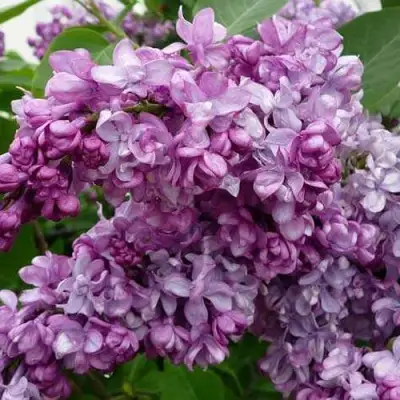 Сирень ГЕНЕРАЛ ПЕРШИНГ в Мозыре