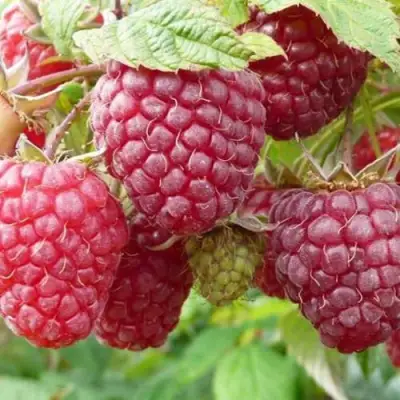 Малина ПОЛЬКА (ПОЛКА) в Мозыре