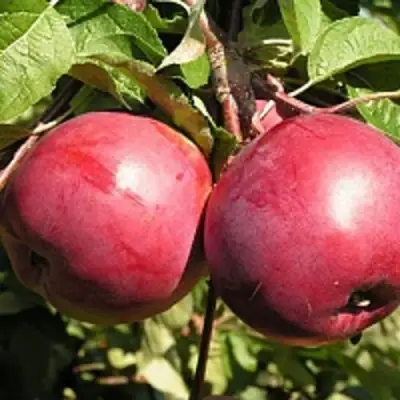 Яблоня ДАРУНАК в Мозыре