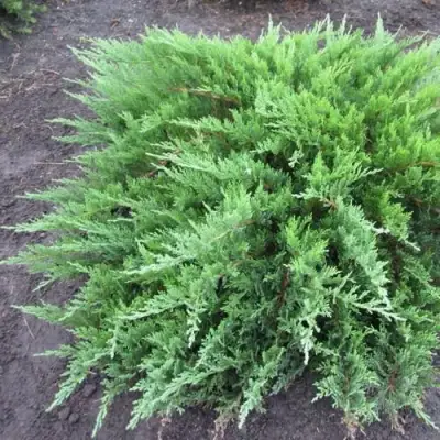 Можжевельник ТАМАРИСЦИФОЛИЯ казацкий  в Мозыре