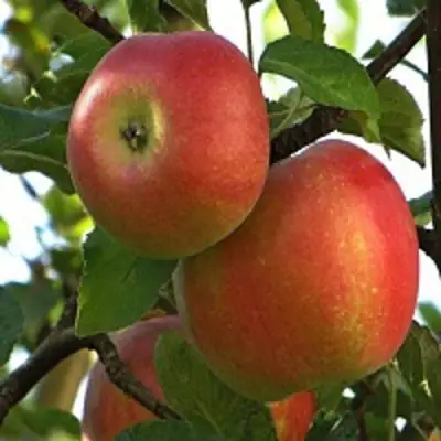 Яблоня ПЕРСИКОВАЯ в Мозыре