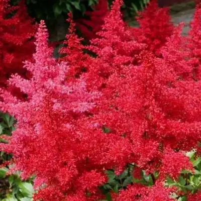 Астильба ЭТНА Арендса в Мозыре