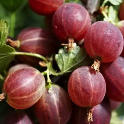 Крыжовник ХИННОМАКИ РОТ в Мозыре