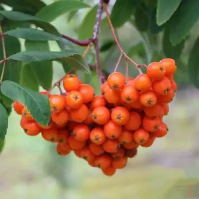 Рябина ВЕФЕД сладкоплодная в Мозыре