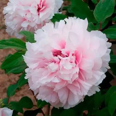 Пион ПЕРСИК ПОД СНЕГОМ древовидный в Мозыре