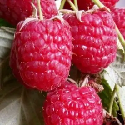 Малина ГЕРАКЛ в Мозыре