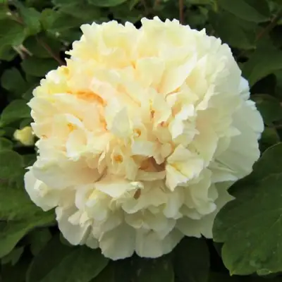 Пион НЕЖНЫЙ ГОЛОС древовидный в Мозыре