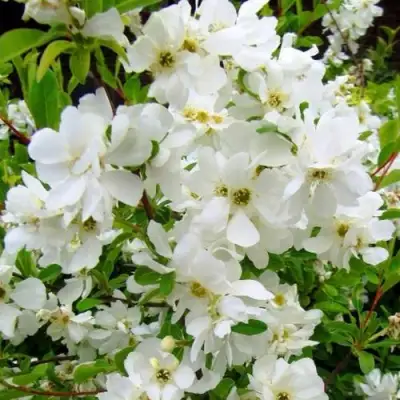 Экзохорда ЗЕ БРАЙД в Мозыре