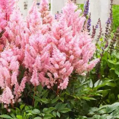 Астильба ЛУК ЭТ МИ японская в Мозыре