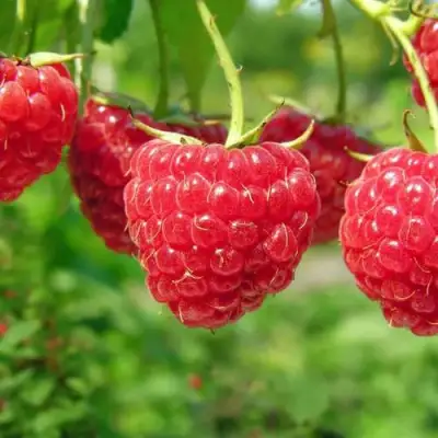 Малина ПРОСТО ПРЕЛЕСТЬ (СТОЛЕШНИК) в Мозыре