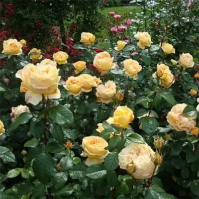 Роза КЕНДЛАЙТ чайно-гибридная в Мозыре