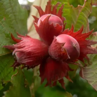 Фундук МОСКОВСКИЙ РУБИН в Мозыре