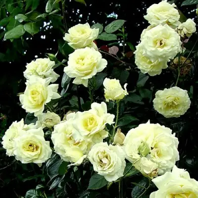 Роза ЭЛЬФ плетистая в Мозыре