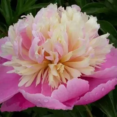 Пион ВЕСЕННЯЯ ПАЛИТРА травянистый в Мозыре