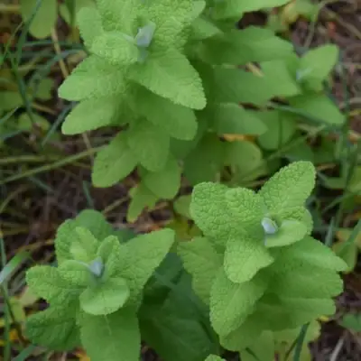 Мята АПФЕЛМИНЦЕ в Мозыре