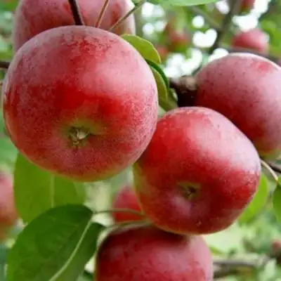 Яблоня АНТЕЙ в Мозыре