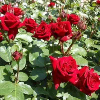 Роза ЭКСПЛОРЕР чайно-гибридная в Мозыре