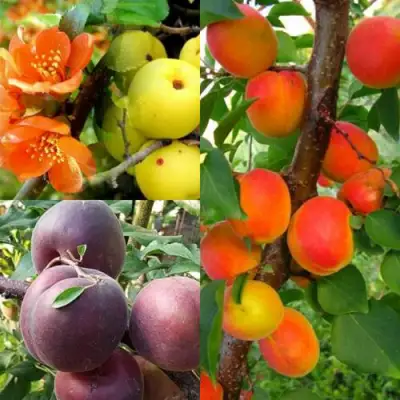 Комплект САД ДЛЯ ГУРМАНА в Мозыре