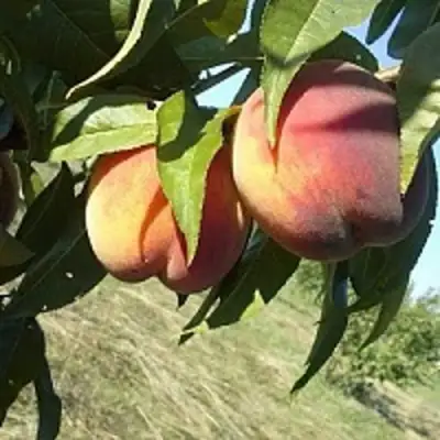 Персик СОФГАФЕН в Мозыре