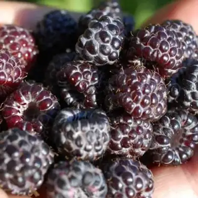 Малина БРИСТОЛЬ в Мозыре