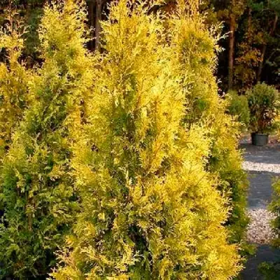 Туя ЕВРОПА ГОЛД западная в Мозыре