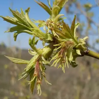 Клен ясенелистный в Мозыре