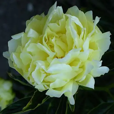 Пион ЗОЛОТАЯ КОЛЕСНИЦА травянистый в Мозыре