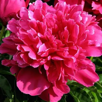 Пион ВИКТУАР ДЕ ЛА МАРН травянистый в Мозыре