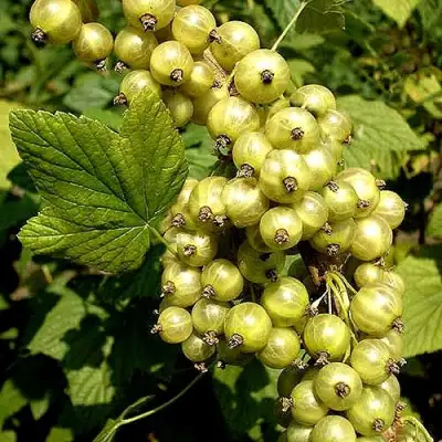 Смородина зеленоплодная СНЕЖНАЯ КОРОЛЕВА в Мозыре