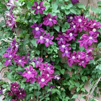 Клематис ГЕРОИ ВАРШАВЫ в Мозыре