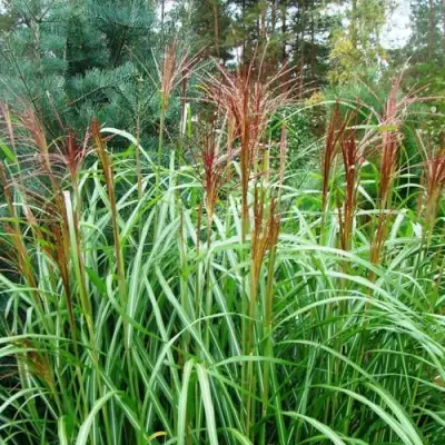 Мискантус МАЛЕПАРТУС китайский  в Мозыре
