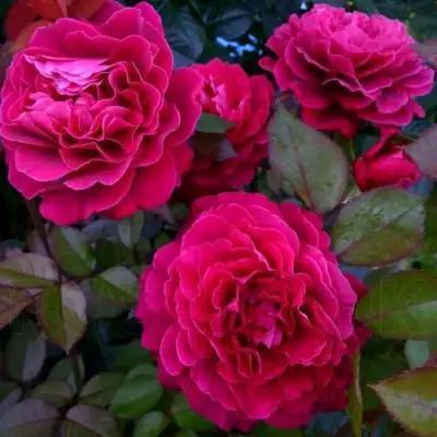 Роза БЕЛЬВЬЮ чайно-гибридная в Мозыре