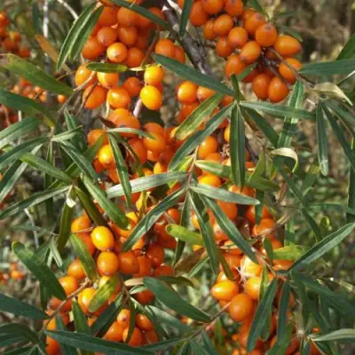 Облепиха РОСИНКА в Мозыре