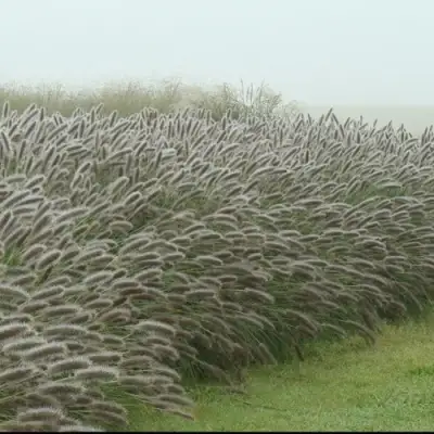 Пеннисетум ЛЕДИ Ю в Мозыре