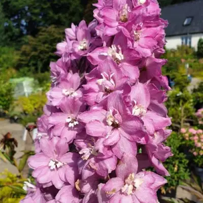 Дельфиниум АСТОЛАТ тихоокеанский в Мозыре
