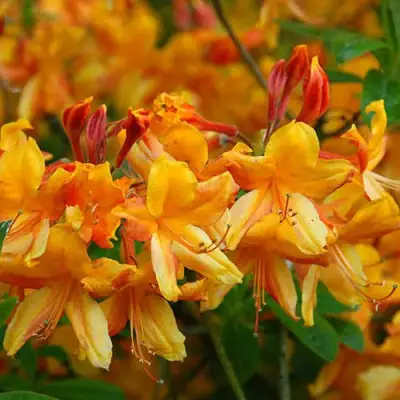 Азалия ОРАНЖ ХИТ листопадная в Мозыре